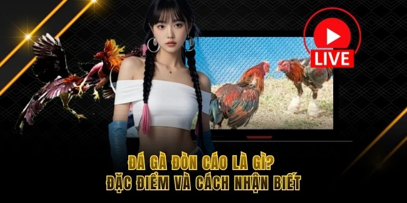 đá gà đòn cáo